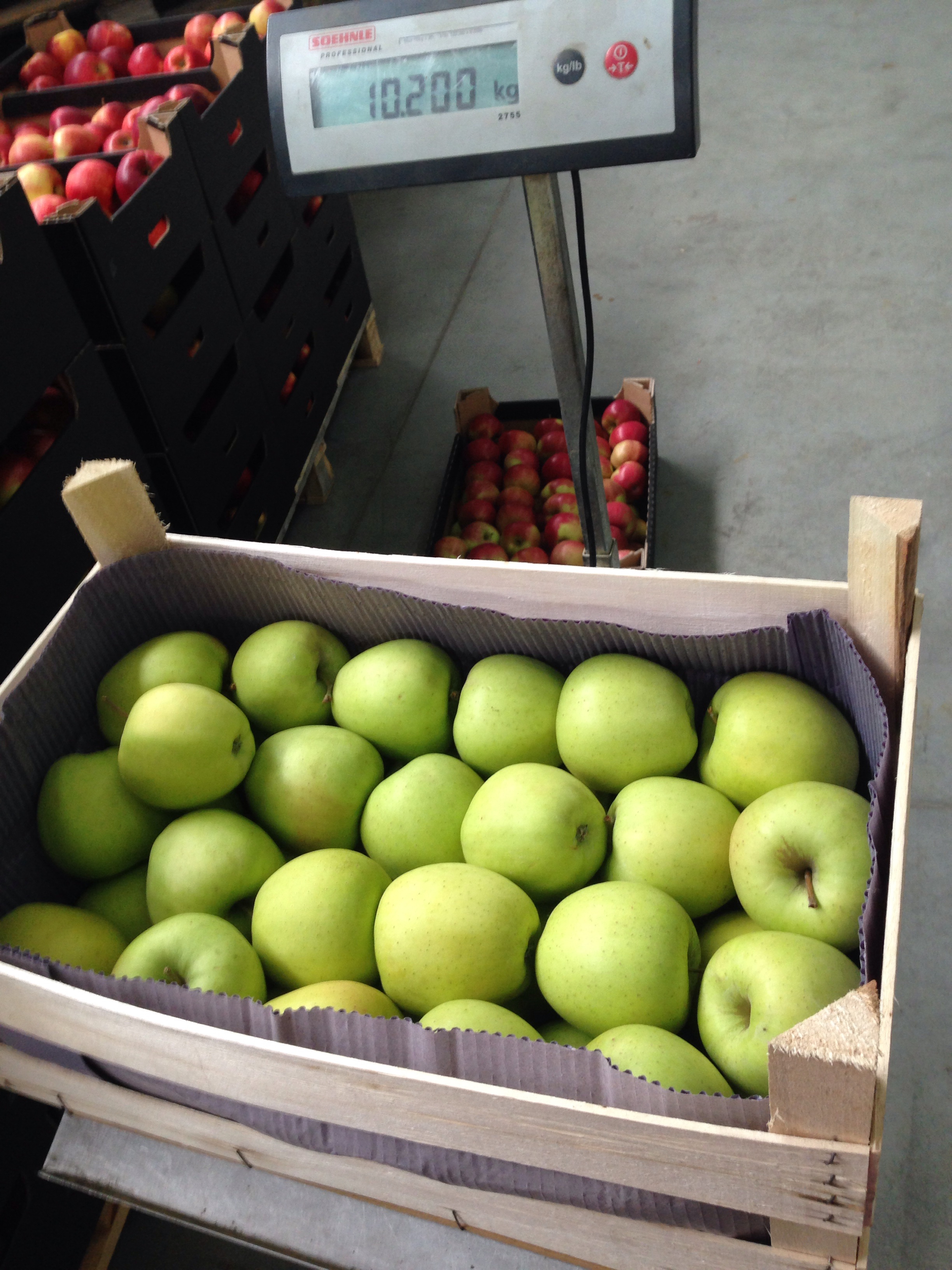 Apple - UNIFRESH LOGISTICS